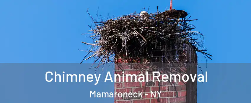  Chimney Animal Removal Mamaroneck - NY