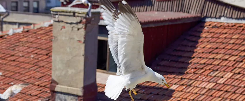 Residential Chimney Animal Removal Solution in Mamaroneck, NY