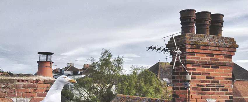 Chimney Cleaning And Restoration in Mamaroneck, New York